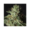 GORILLA CANDY FEMINIZADA EVA SEEDS X3